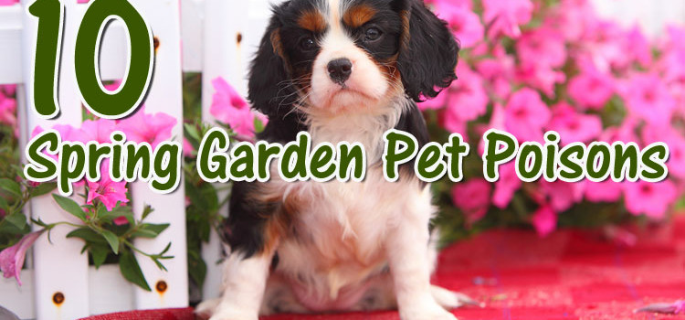 10 Pet Poisons Lurking in Your Spring Garden