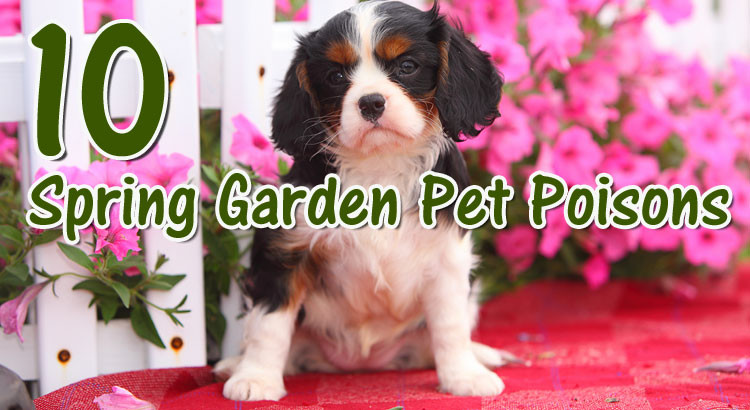 10 Pet Poisons Lurking in Your Spring Garden