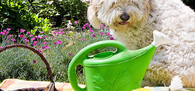 Grow These 5 Easy Herbs for Your Pets!